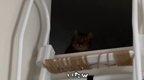いた