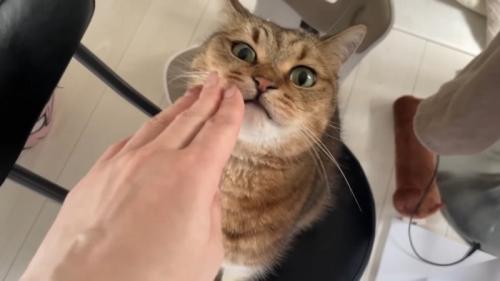 見上げる姿