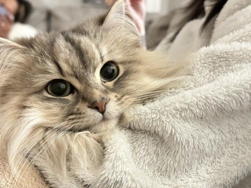 猫の顔