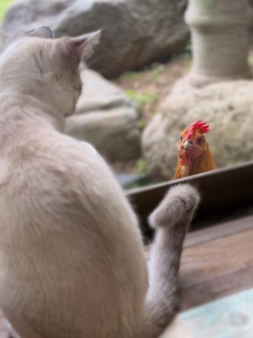 鶏と見つめ合う猫