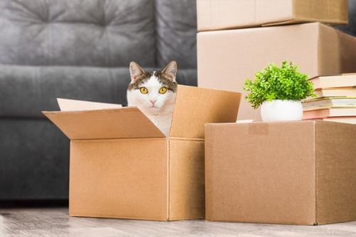 段ボールから顔を出す猫