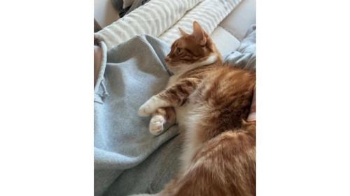 寝ている猫