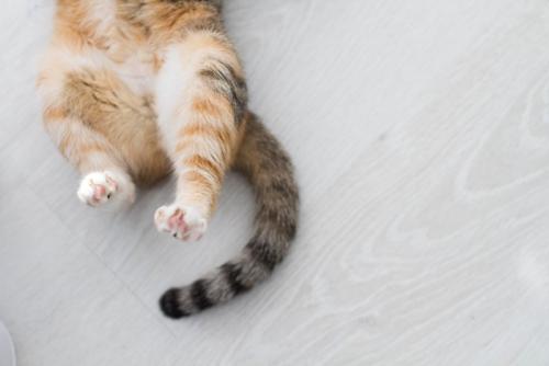 猫の後ろ足としっぽ