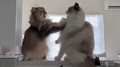 向かい合う2匹の猫