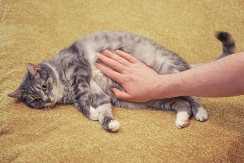 猫のお腹を撫でる手