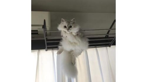 室内にいる猫