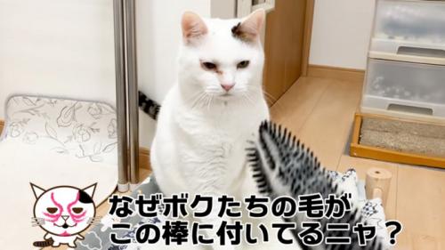 睨む猫