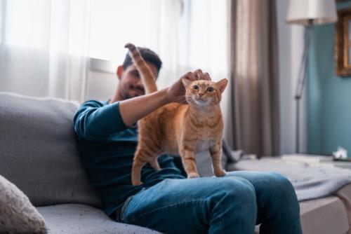 男性に撫でられる猫