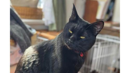 室内にいる猫