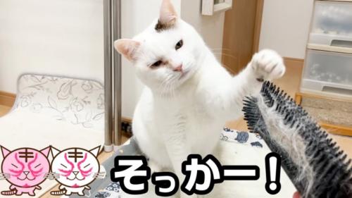 攻撃する猫