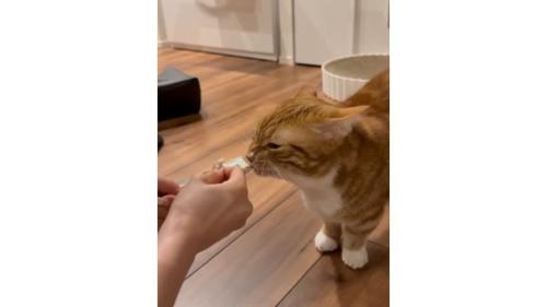 室内にいる猫