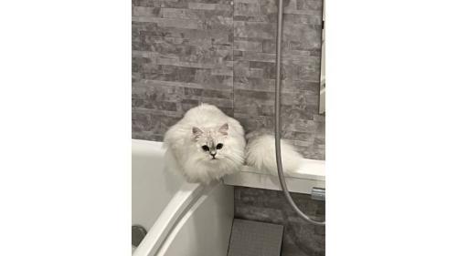お風呂にいる猫