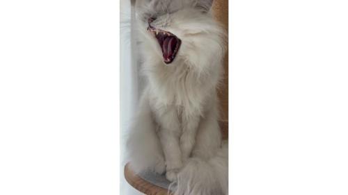 あくびをしている猫
