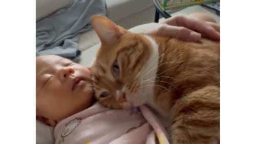 猫と赤ちゃん