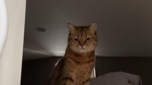 眠そうな表情