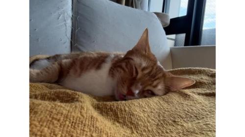 室内にいる猫