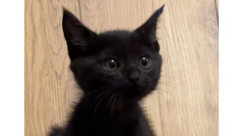 室内にいる猫