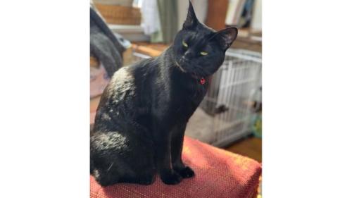 室内にいる猫