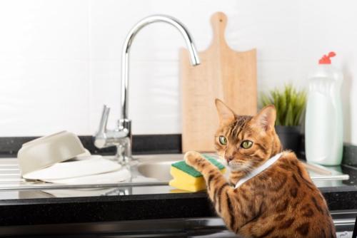 自分でお皿を洗う猫