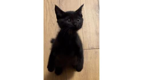 室内にいる猫
