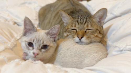 成猫と子猫
