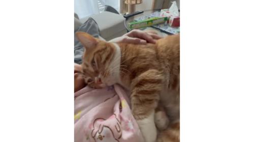 寝ている猫
