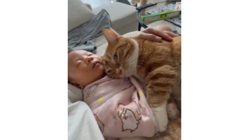 猫と赤ちゃん