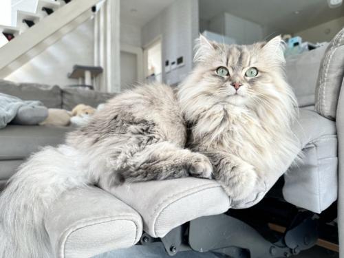 座る猫