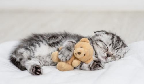 ぬいぐるみを抱えて眠る子猫