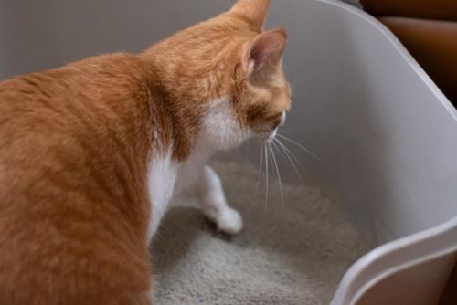 トイレの砂をかく猫