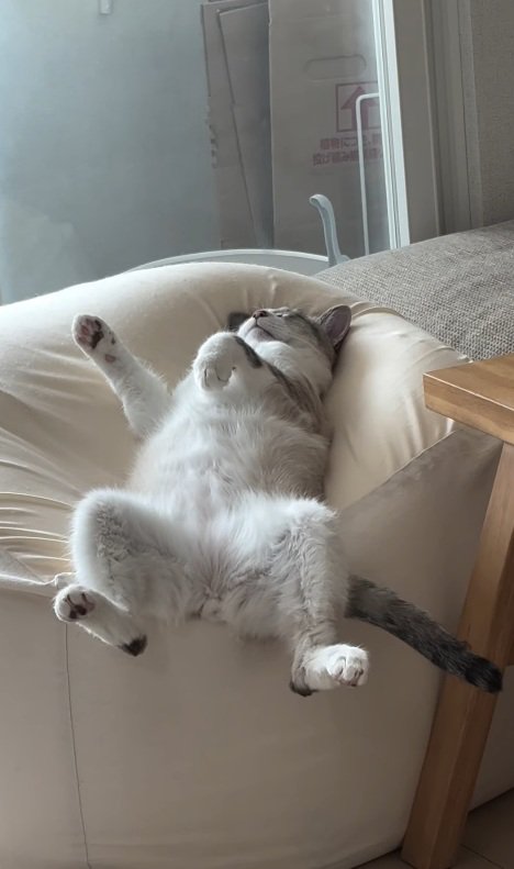 眠る猫