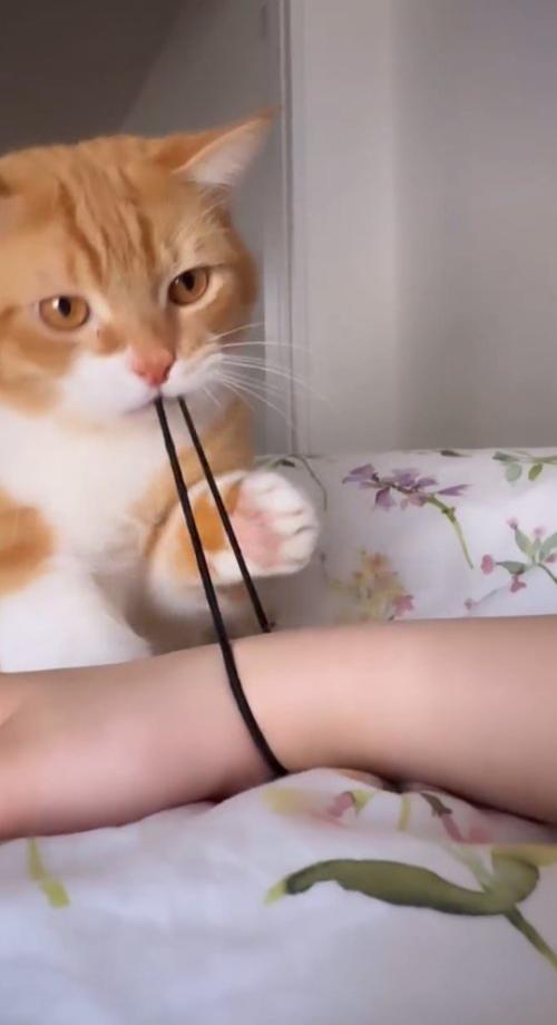 飼い主の腕に付いた髪ゴムを何度も伸ばす猫