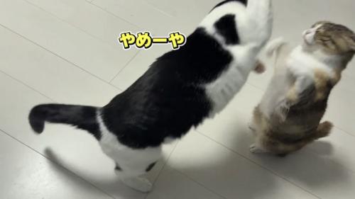 にゃんプロをする猫の写真1