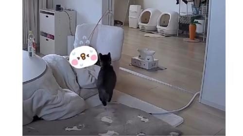 座椅子と猫