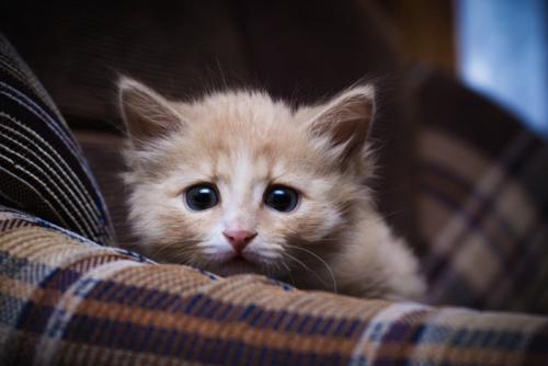 怖がる子猫
