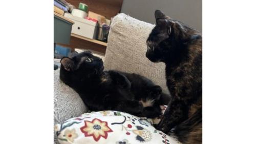 室内にいる猫