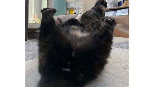 遊んでいる猫