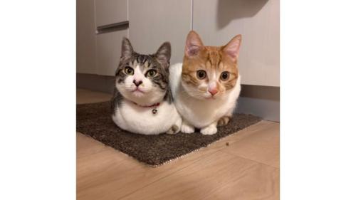 室内にいる猫