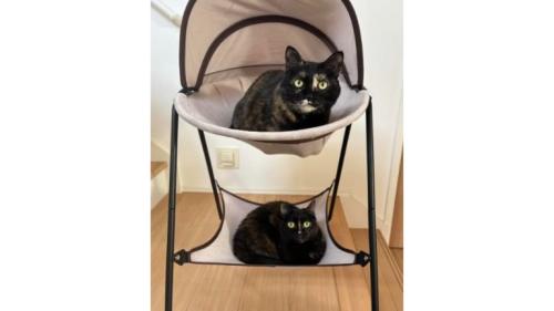 室内にいる猫