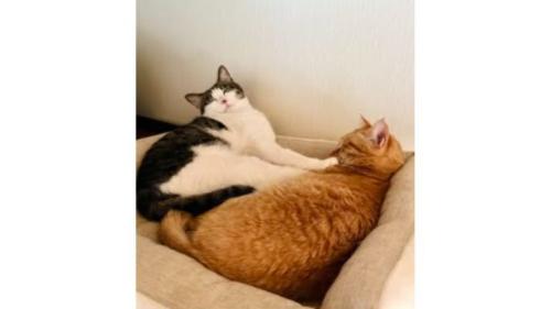 寝ている猫たち