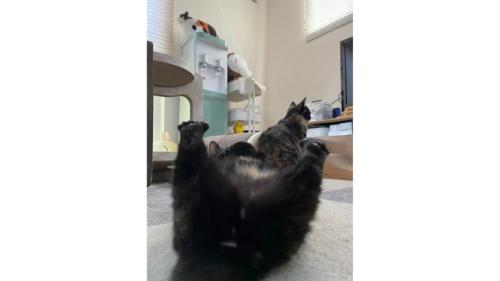遊んでいる猫