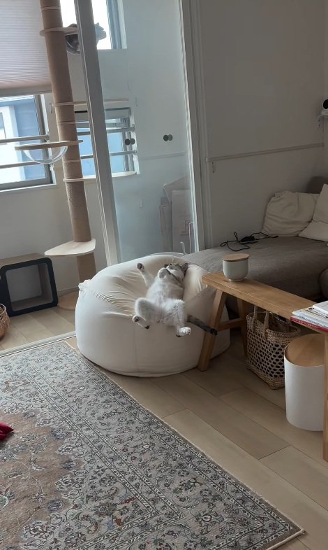くつろぐ猫