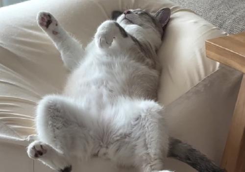 手をパーにする猫