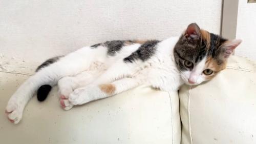 横たわる子猫