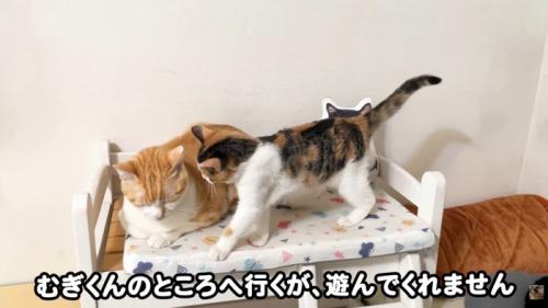 テロップ「むぎくんのところへ~」