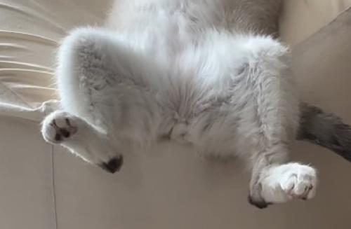眠る猫の足