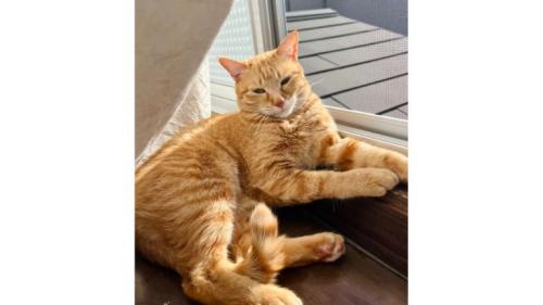 室内にいる猫