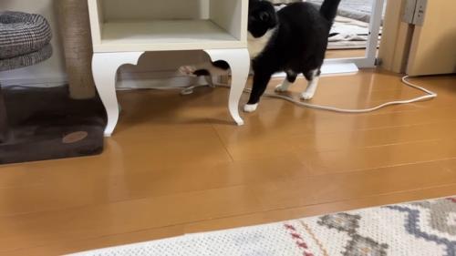 台の下に