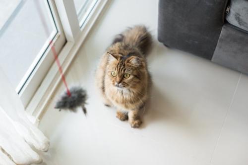 立ち上がっておもちゃに手を伸ばす子猫