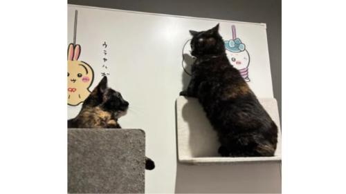 室内にいる猫